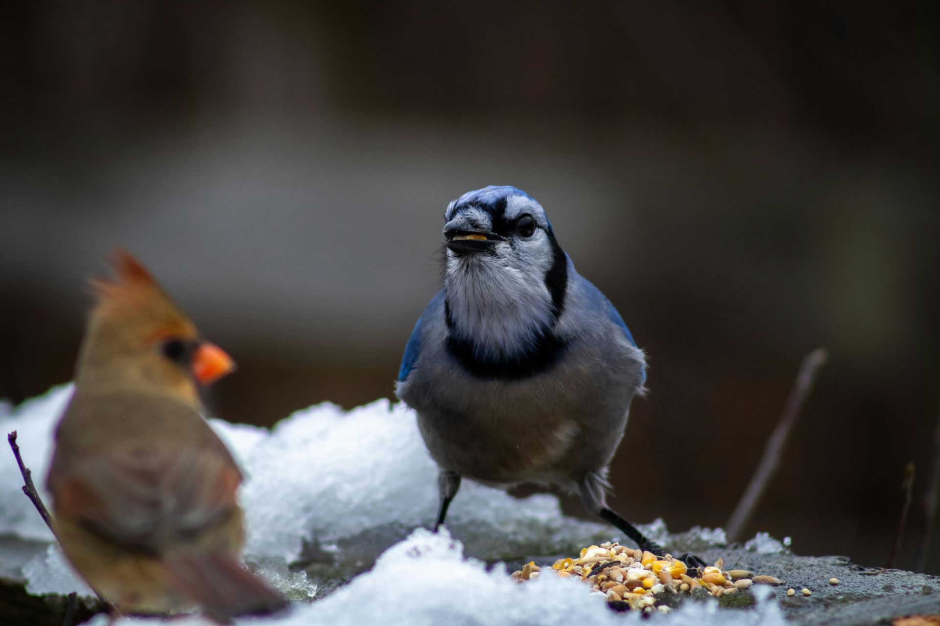 A blue jay perched on a bird feeder with a nut in its beak.