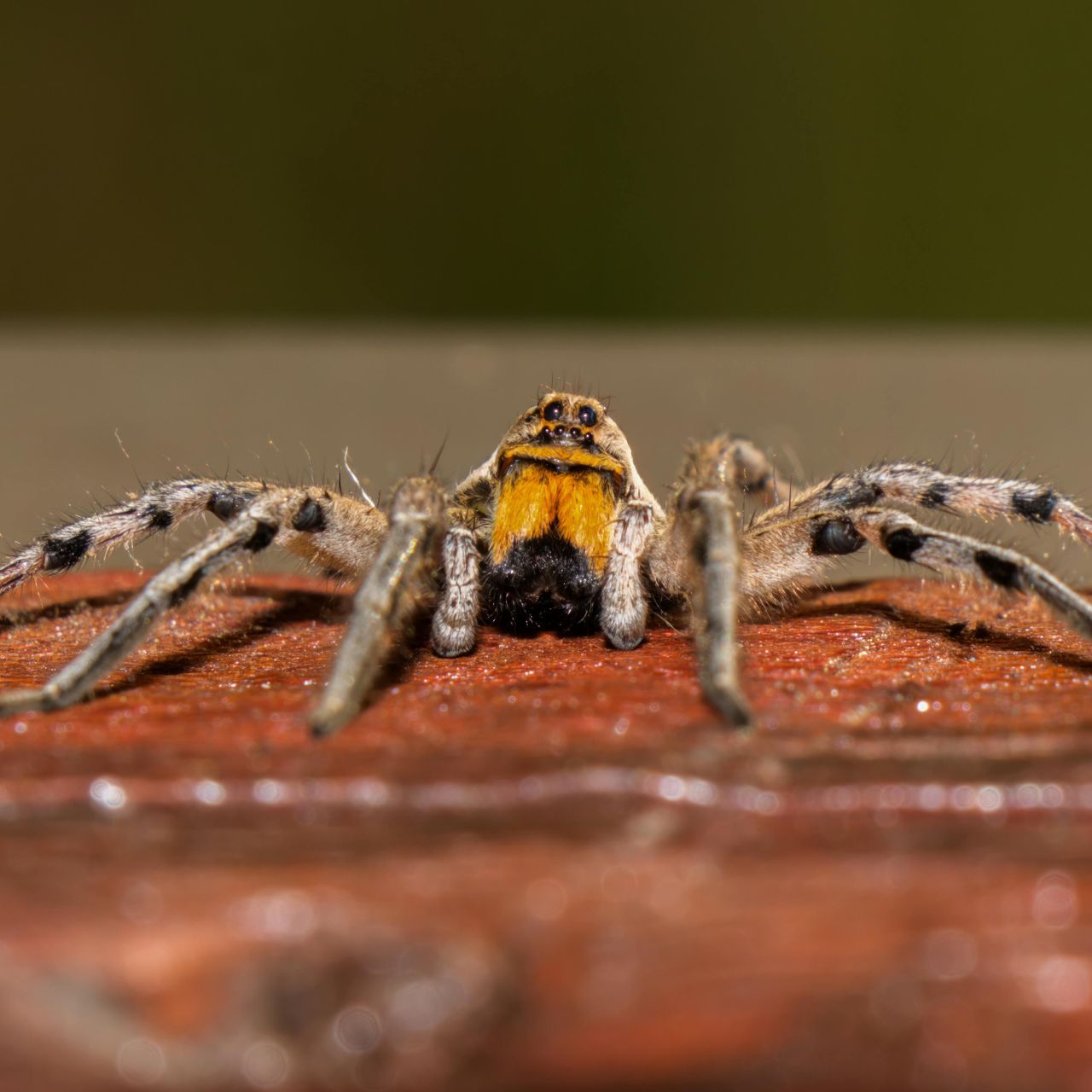 Wolf Spider