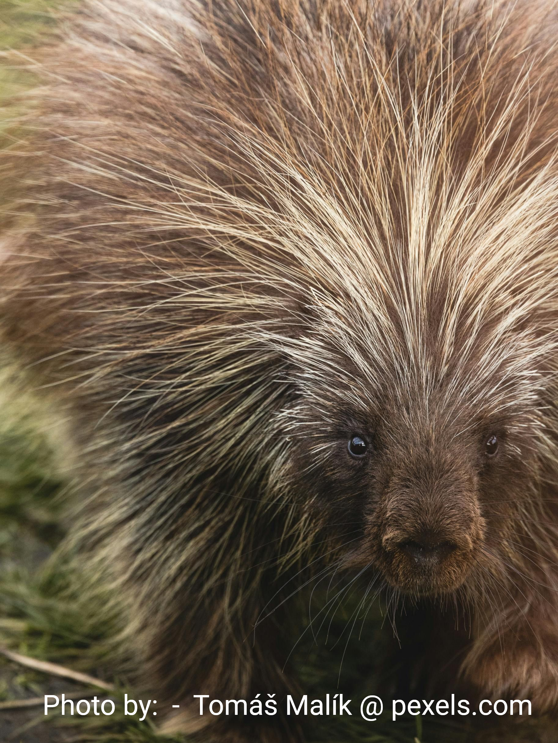 Close-up of a porcupine's brown face and quill-covered body.