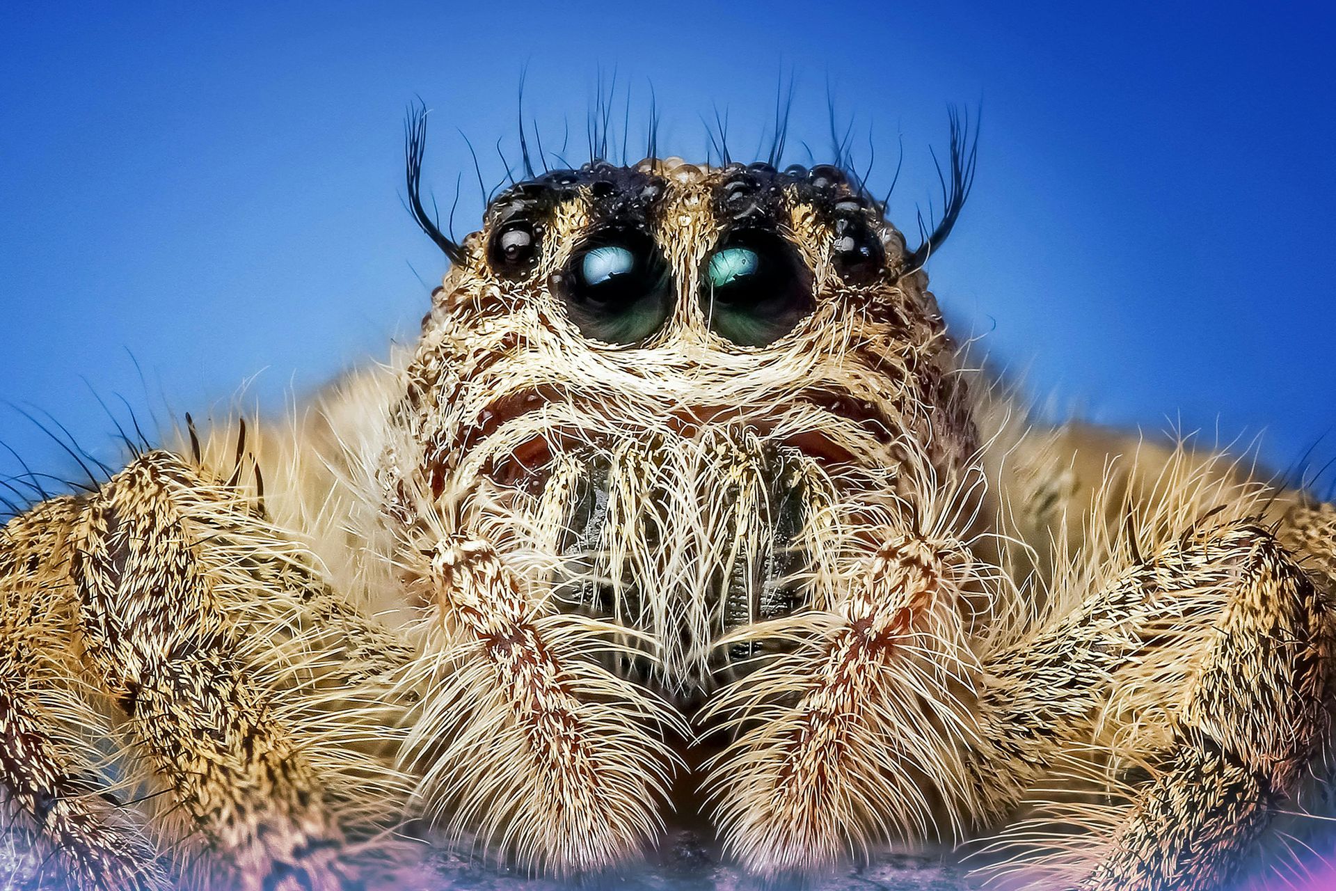 A close up of a jumping spider 's face against a blue sky.