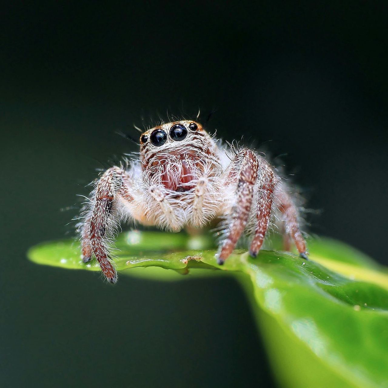 Jumping Spider