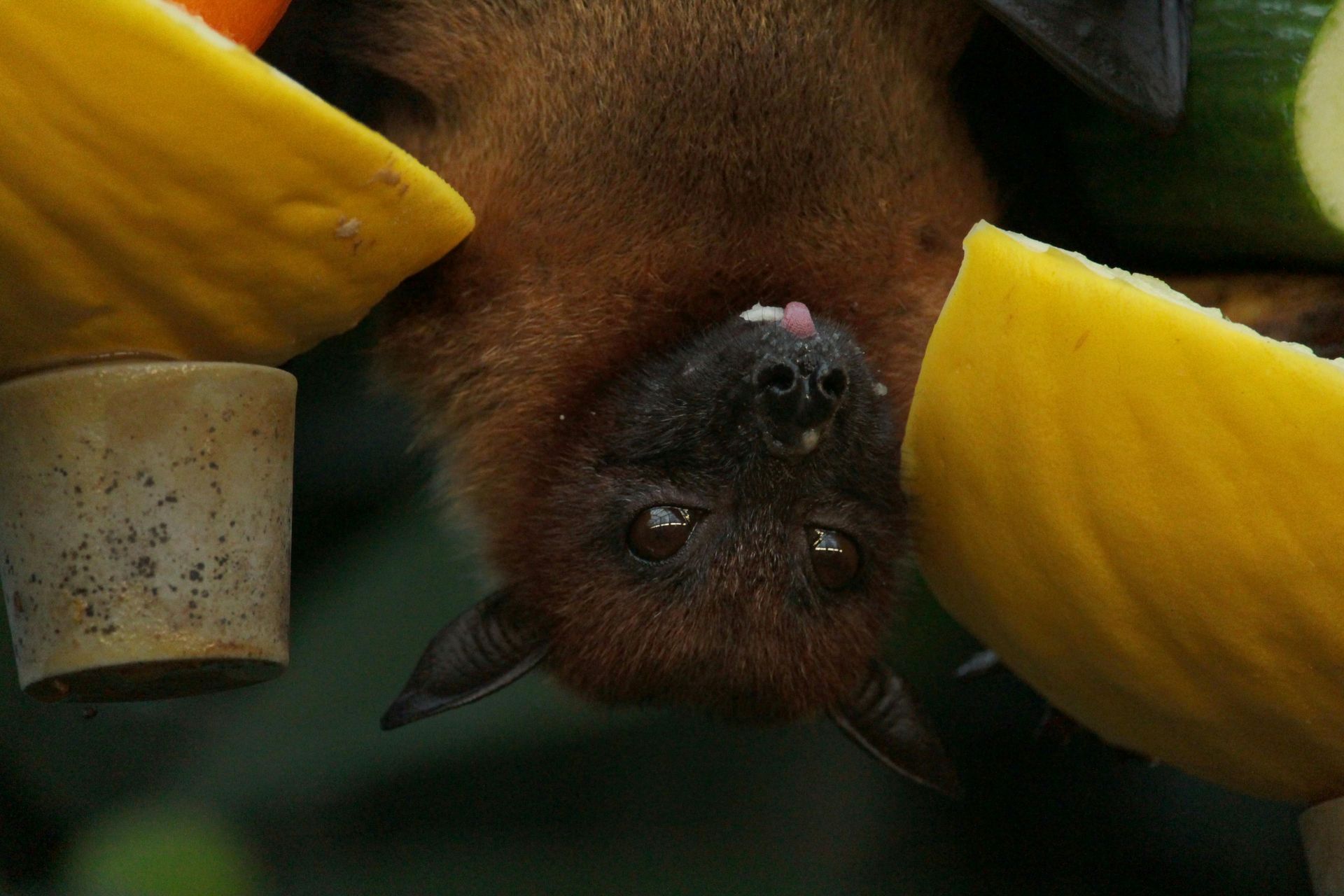 A bat is hanging upside down with a piece of fruit in its mouth.