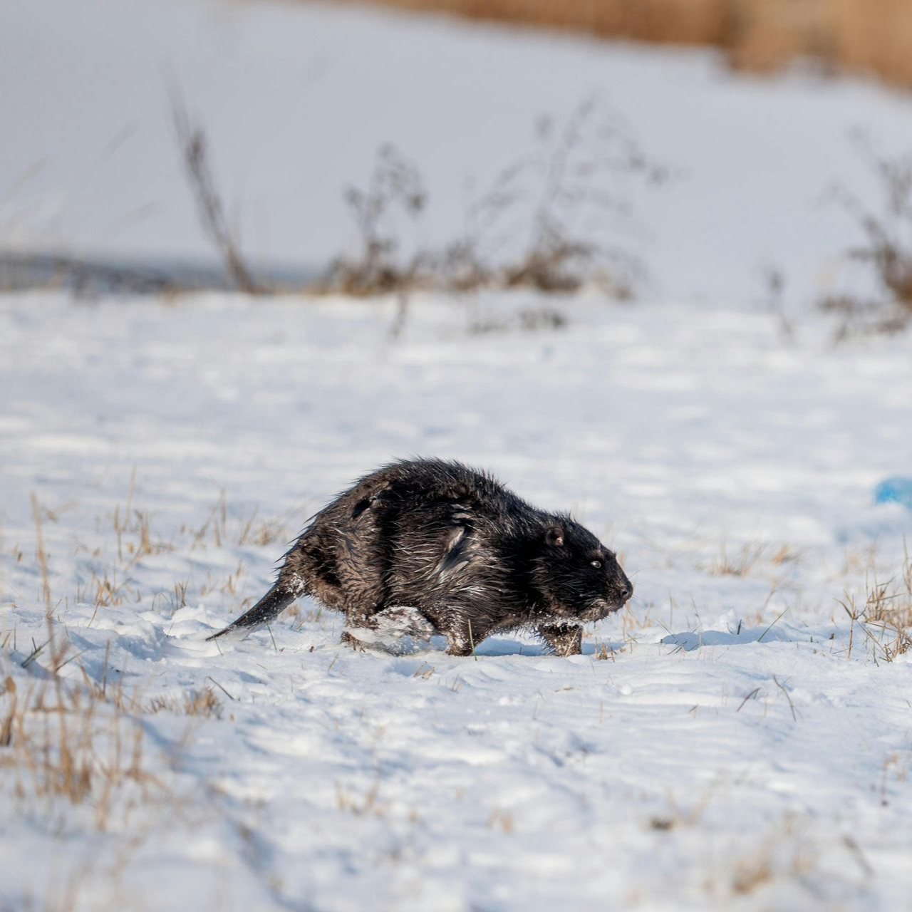 A dark-furred nutria runs through snow-covered field.