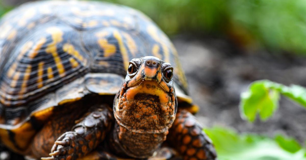 A close up of a box turtle looking at the camera.