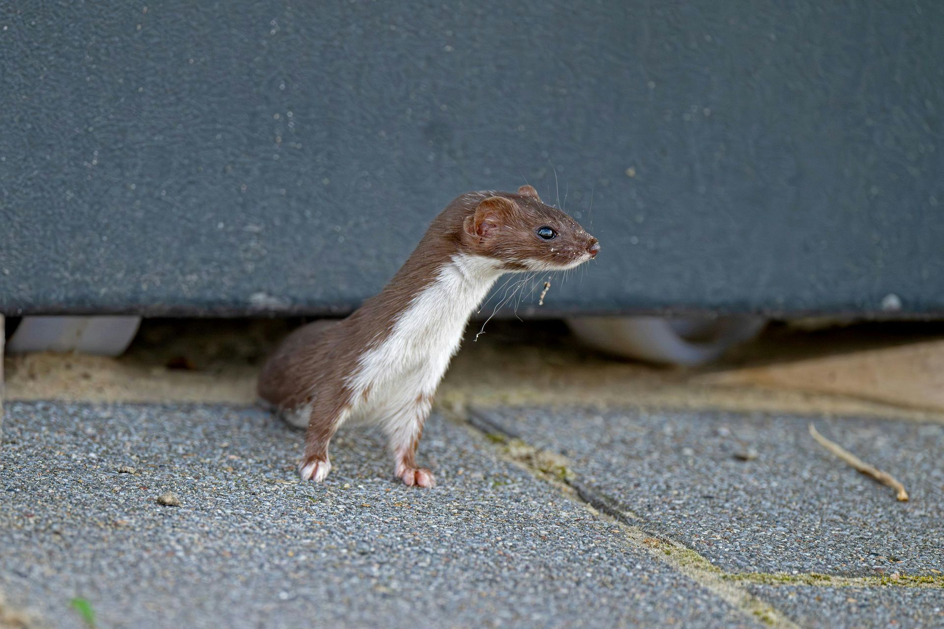 A small brown and white weasel is standing on a sidewalk.