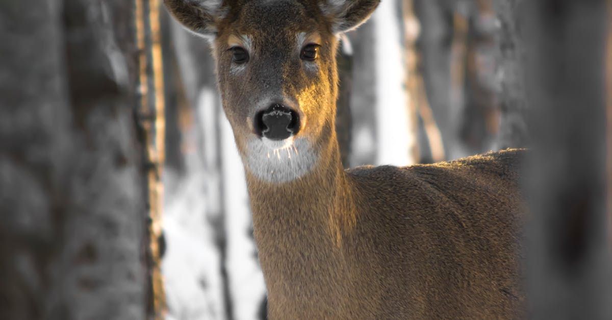 A deer is standing in the woods and looking at the camera.