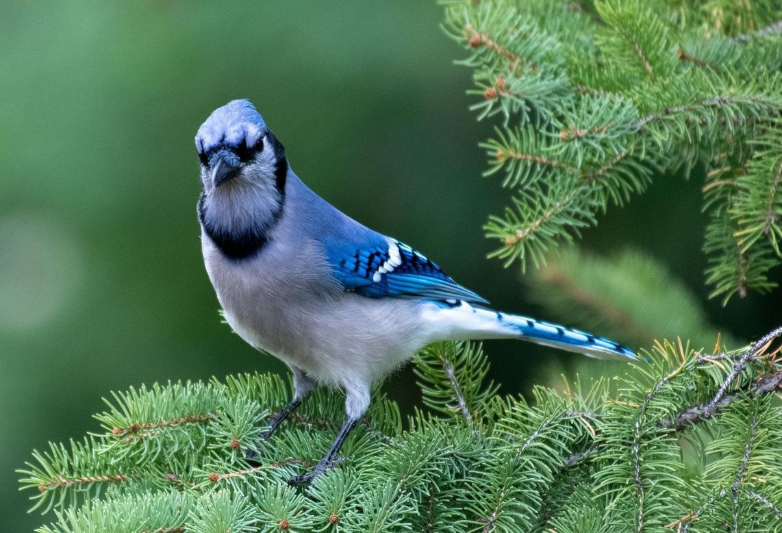 A blue jay perched on a tree branch.