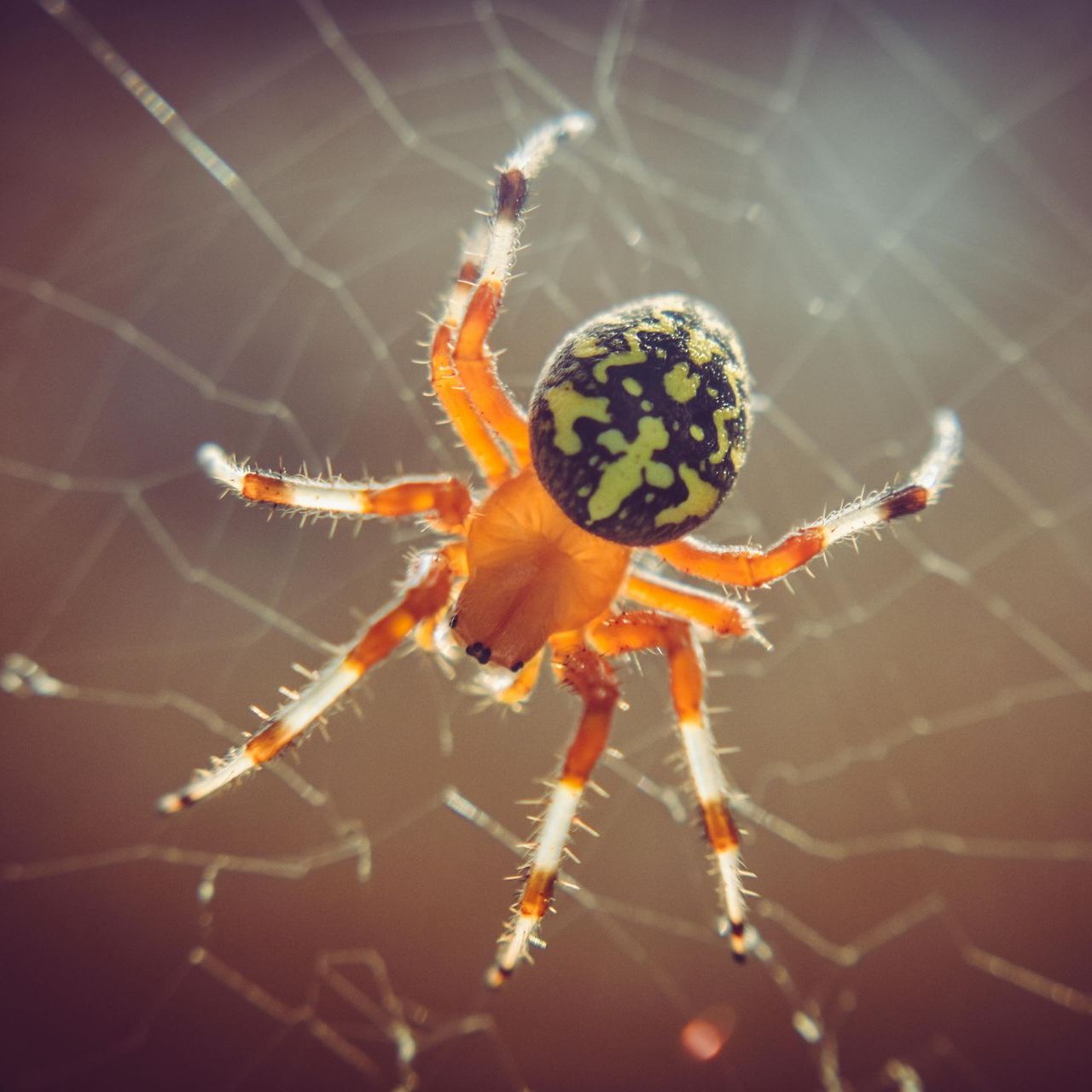 Orb-weaver spider