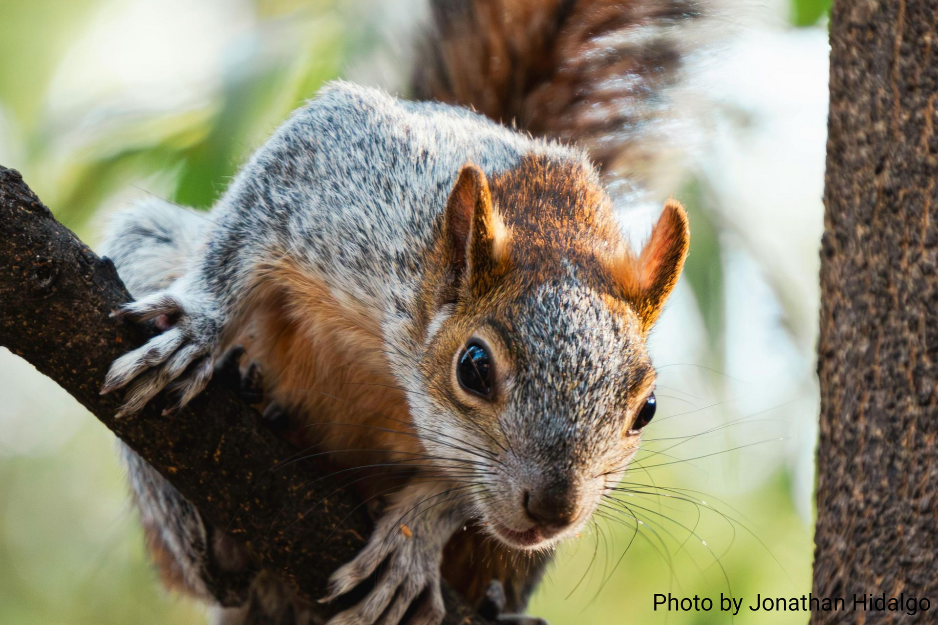 A squirrel with mottled gray and reddish-brown fur perches alertly on a tree branch, looking toward the camera.