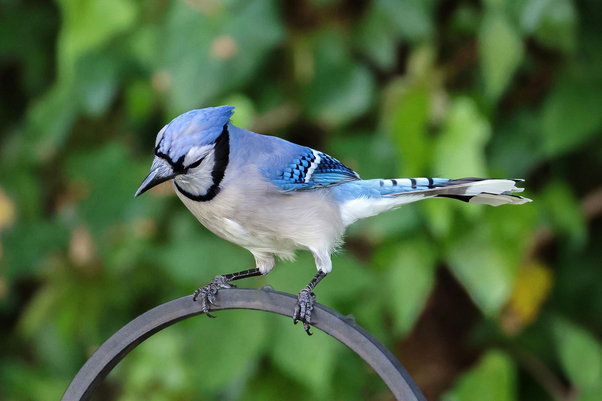 A blue jay perched on top of a bird feeder.