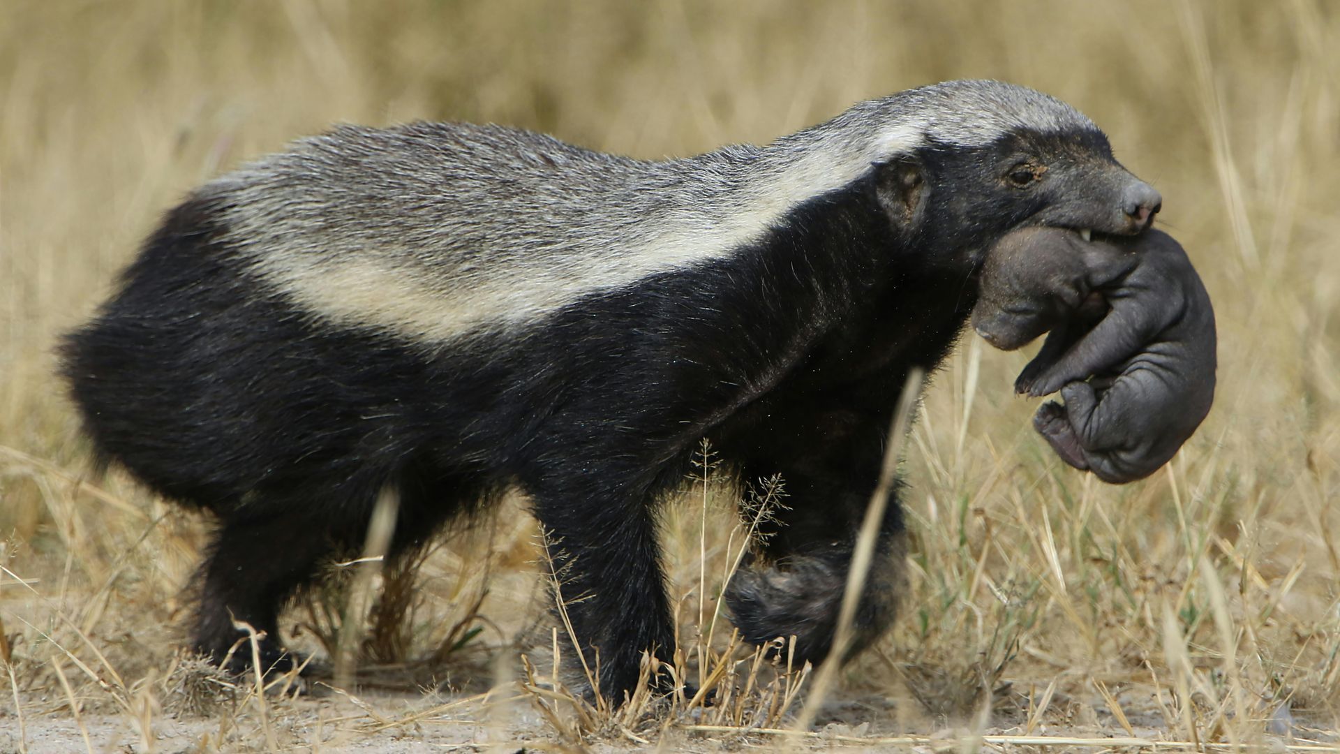A honey badger is carrying a baby in its mouth.