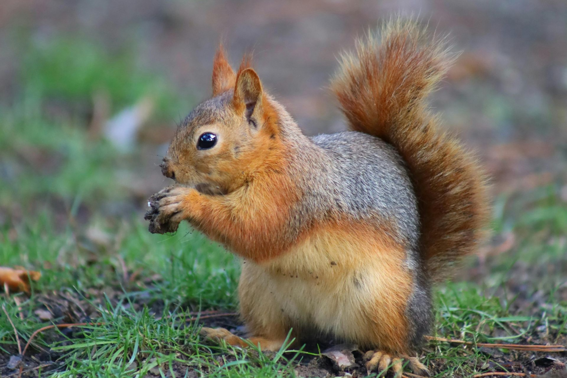 A red squirrel with a bushy tail sits on the grass, holding a small nut in its paws while eating.