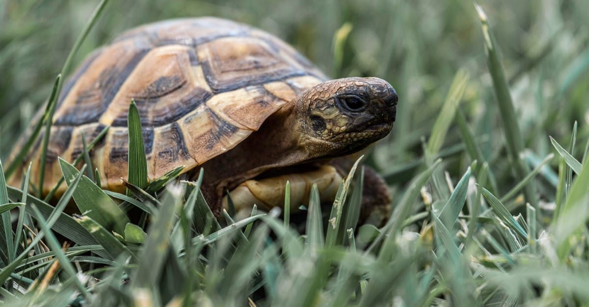 A small turtle is crawling through the grass.