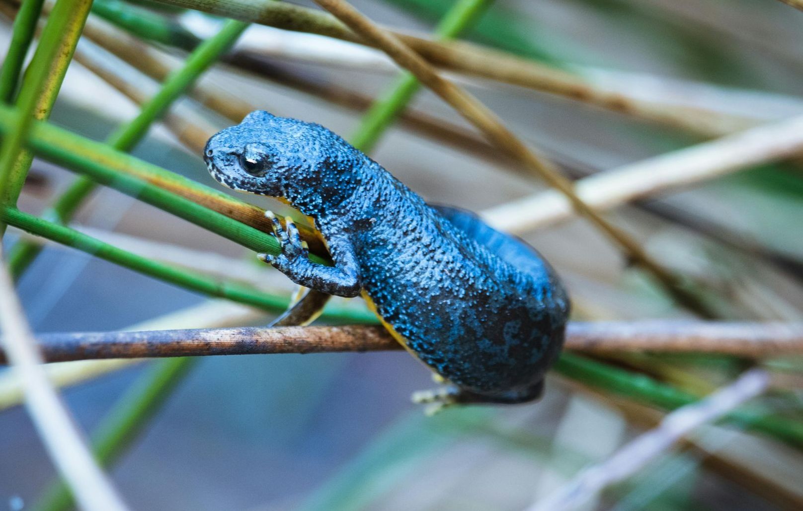 A small blue lizard is sitting on a branch