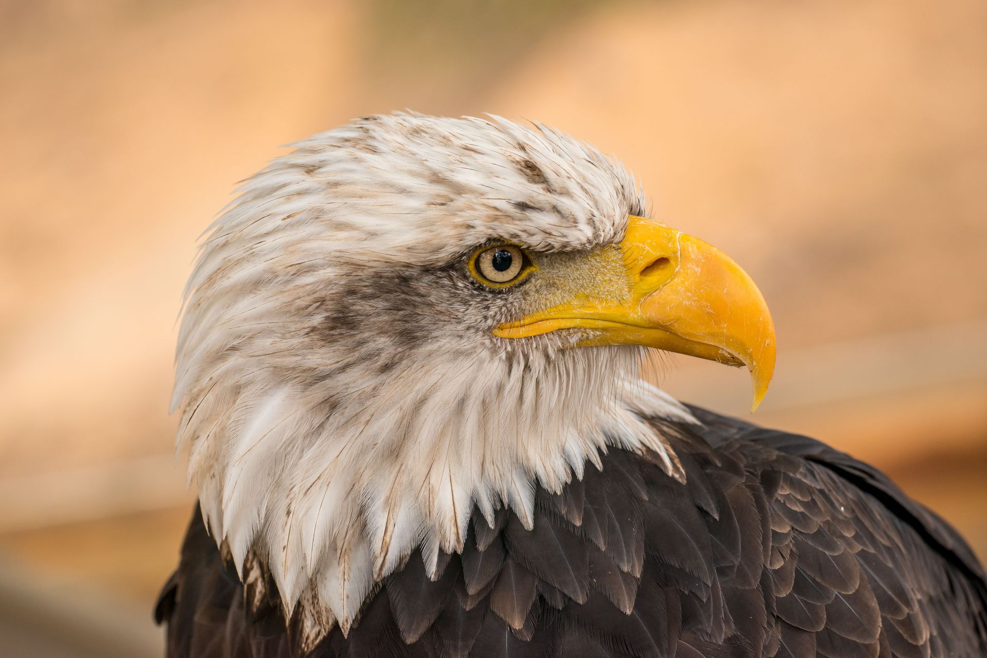 Bald eagle in close-up, white head and yellow beak against a blurred warm background