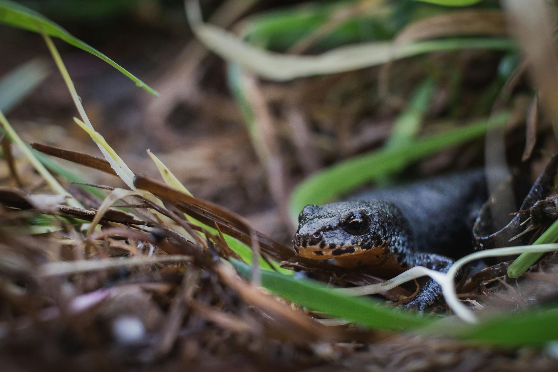 A salamander is lying in the grass on the ground.