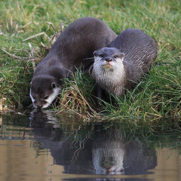 Two otters sit on a grassy riverbank, one drinking from the water and the other looking forward, both reflected below.