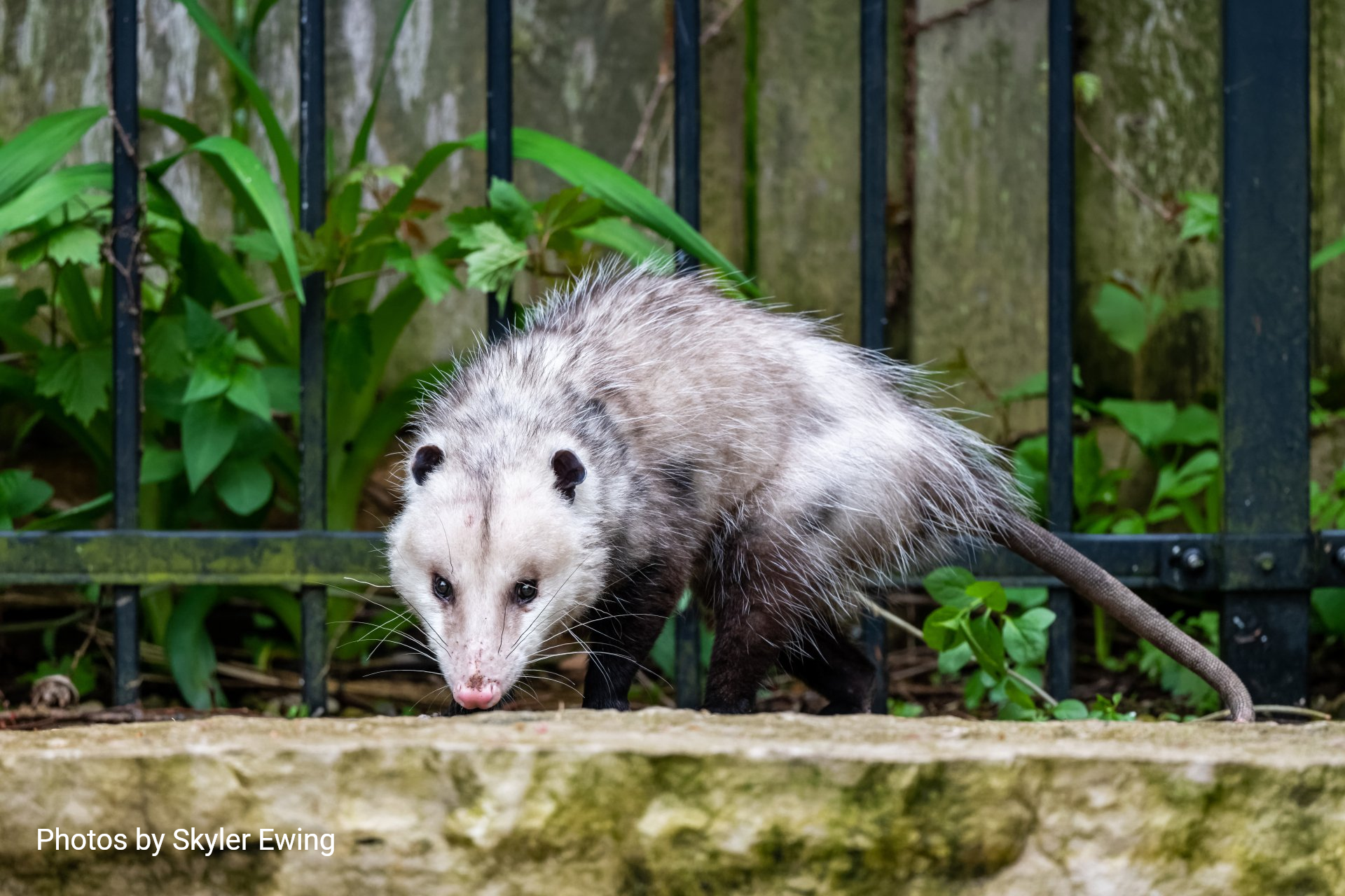 A white and grey opossum walking on a stone ledge in front of a black metal fence with green plants.