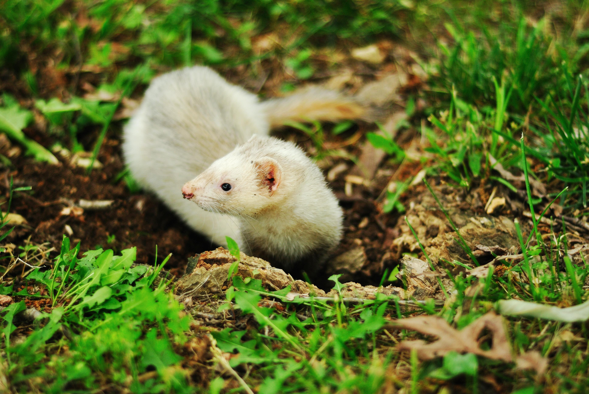 A white ferret is crawling out of a hole in the grass.