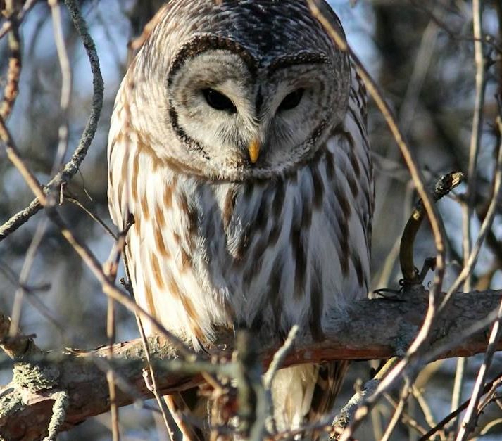 Barred Owl