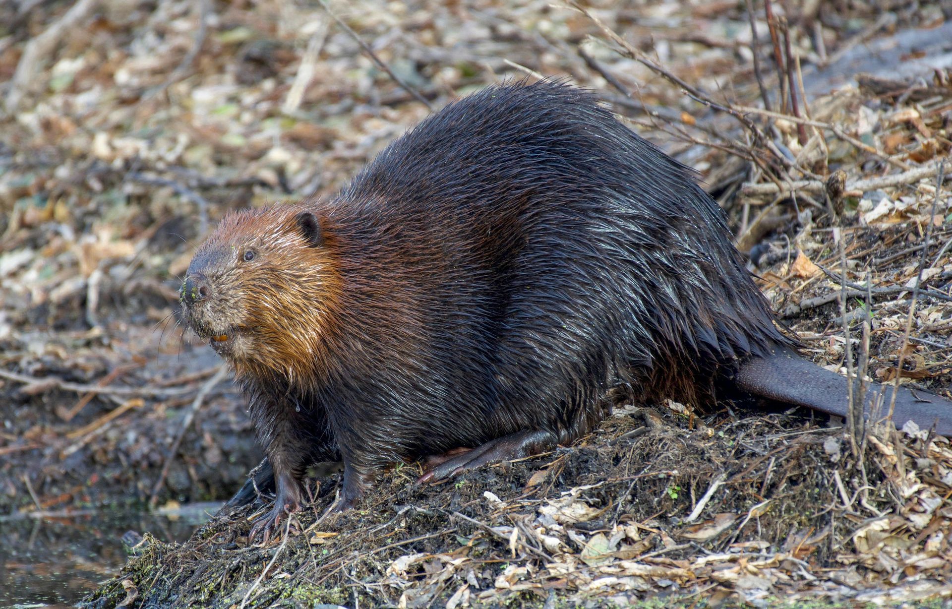 A North American beaver with dark, wet fur is standing on a riverbank covered in twigs and dry leaves.