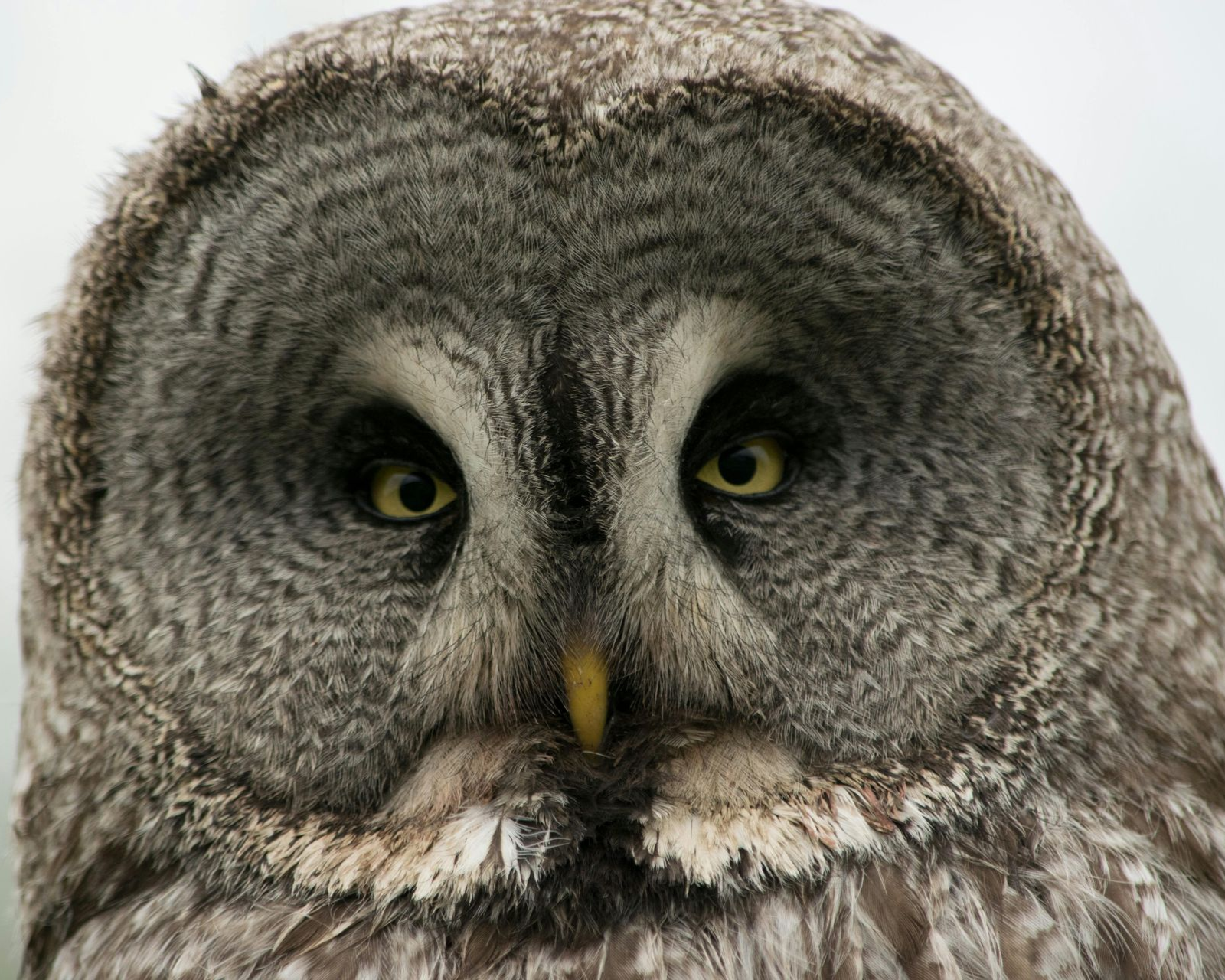 A close-up of a Great Gray Owl’s face, featuring focused yellow eyes, a gray feathered facial disc, and a small, sharp beak.