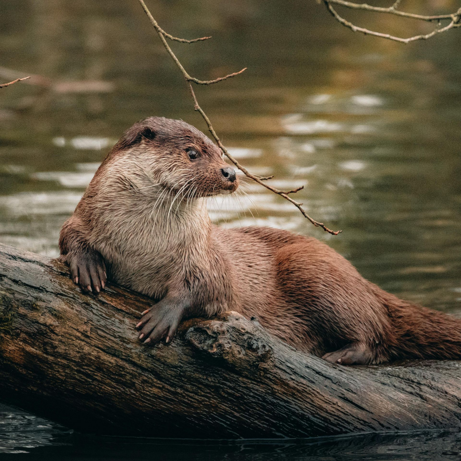 A brown river otter rests on a mossy log partially submerged in dark water, looking off to the right.