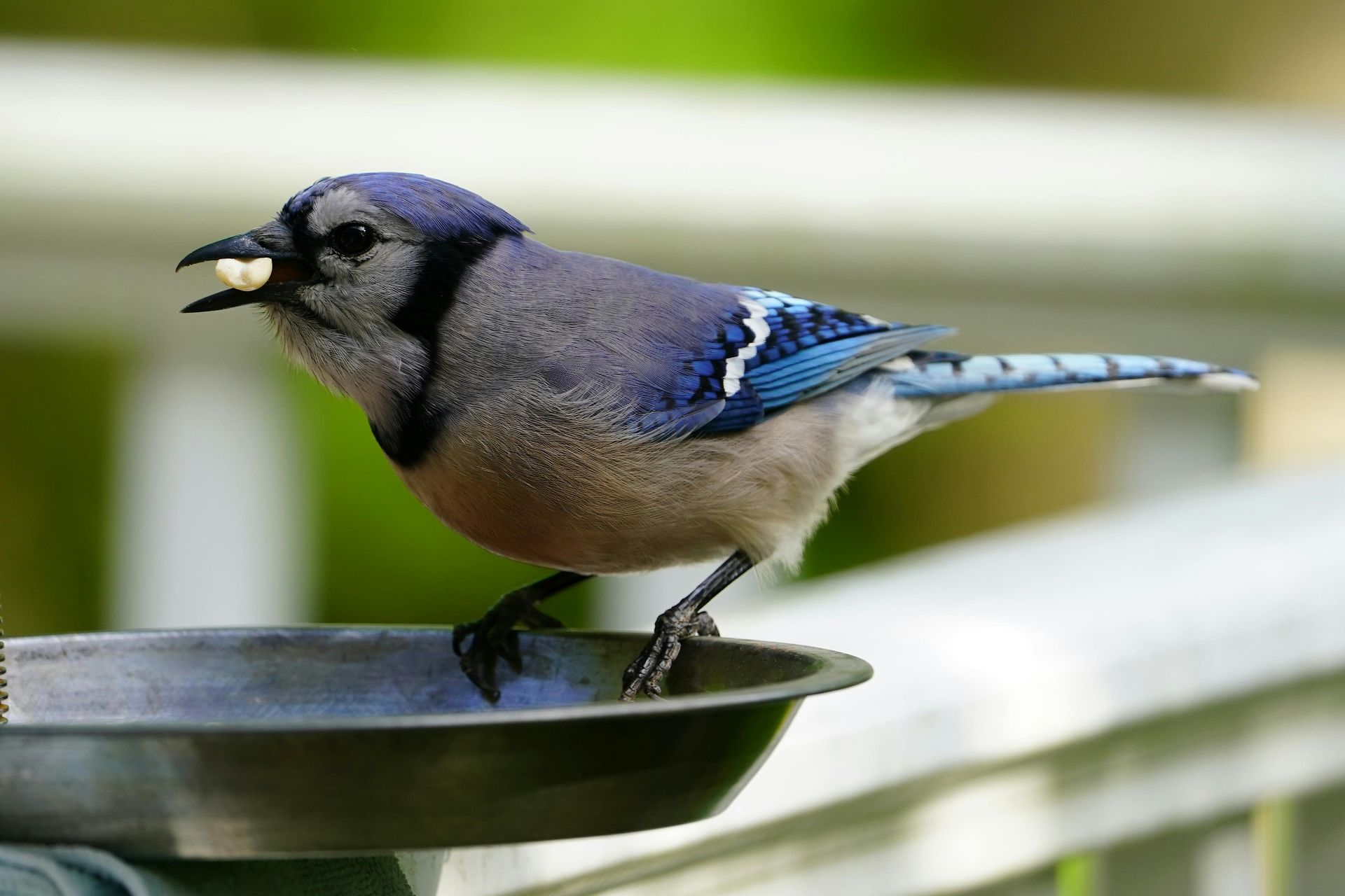 A blue jay perched on a bird feeder with a nut in its beak.