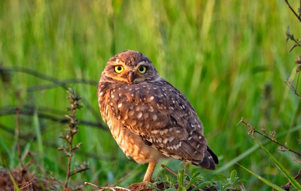 Burrowing Owl