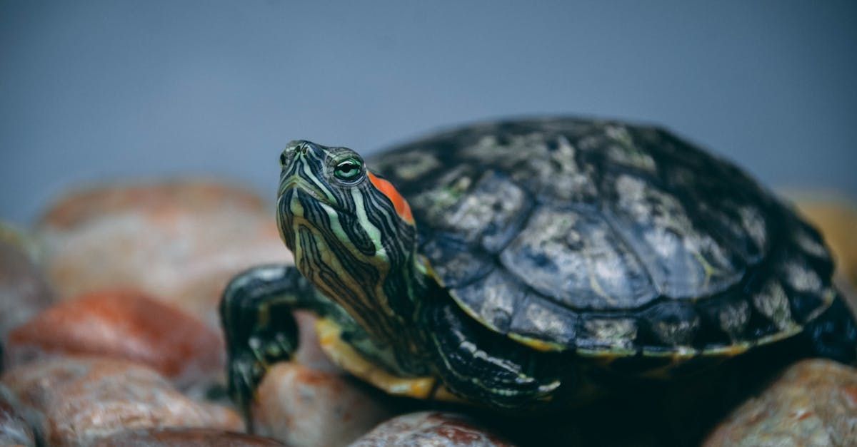 Red-Eared Slider Turtle on rocks