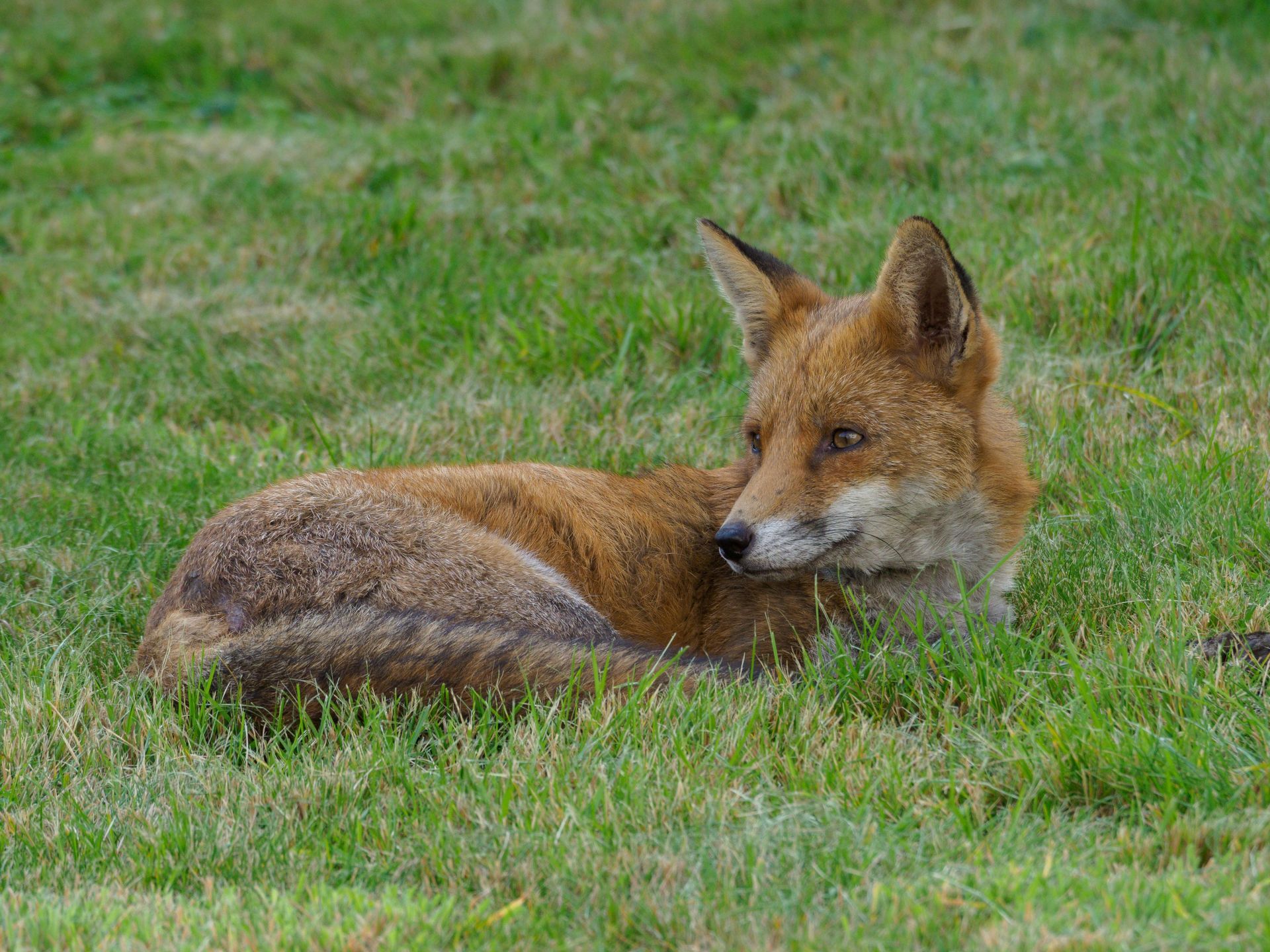 A reddish-brown fox lying down in a grassy field, looking over its shoulder.