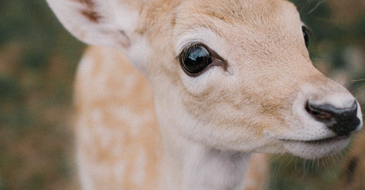 A close up of a baby deer looking at the camera.