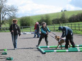 Puppy training Courses - East London, Exeter - Animal Action Trust - Chewing