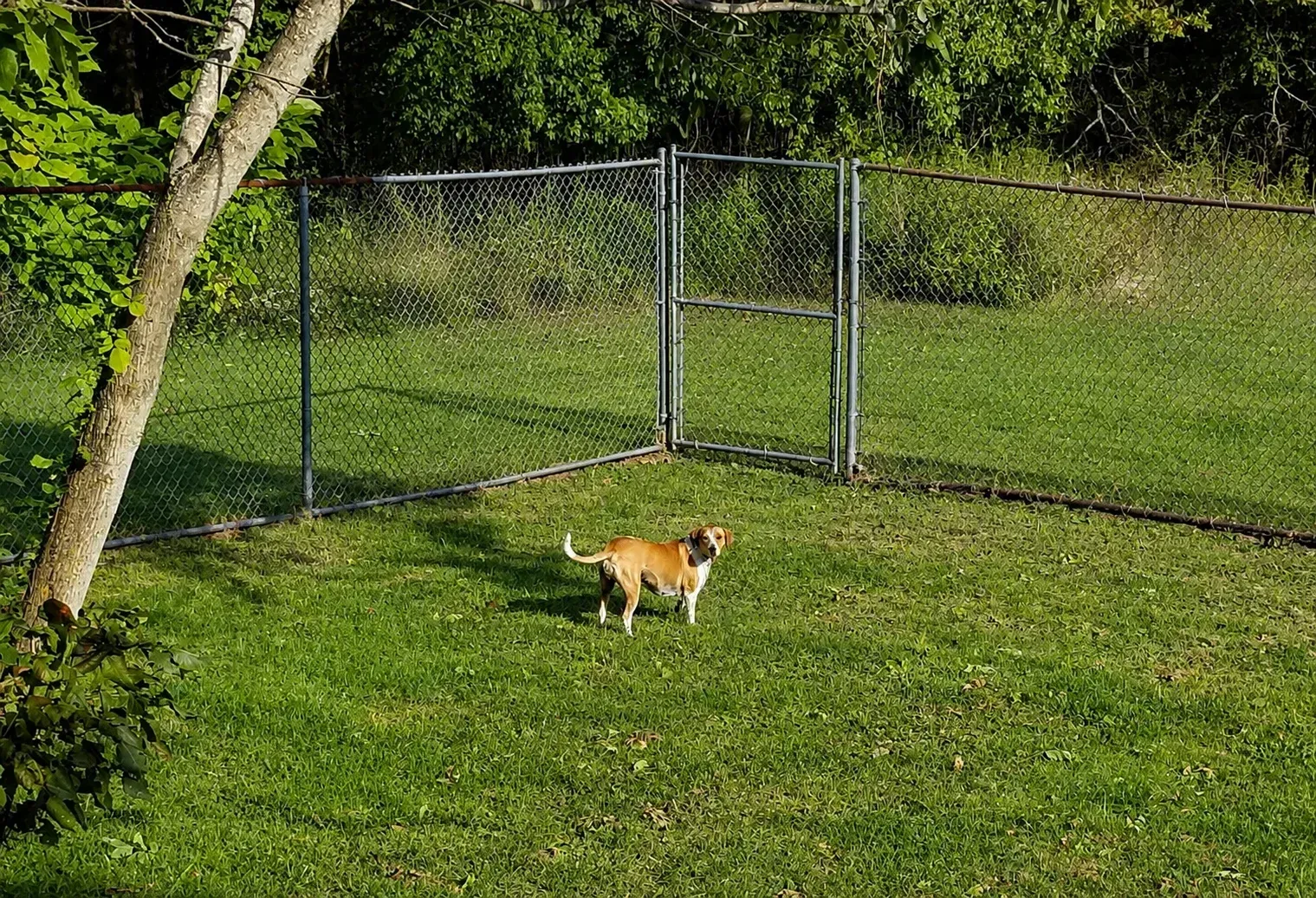 Small brown-and-white dog standing on grass near a chain-link fence in a fenced yard
