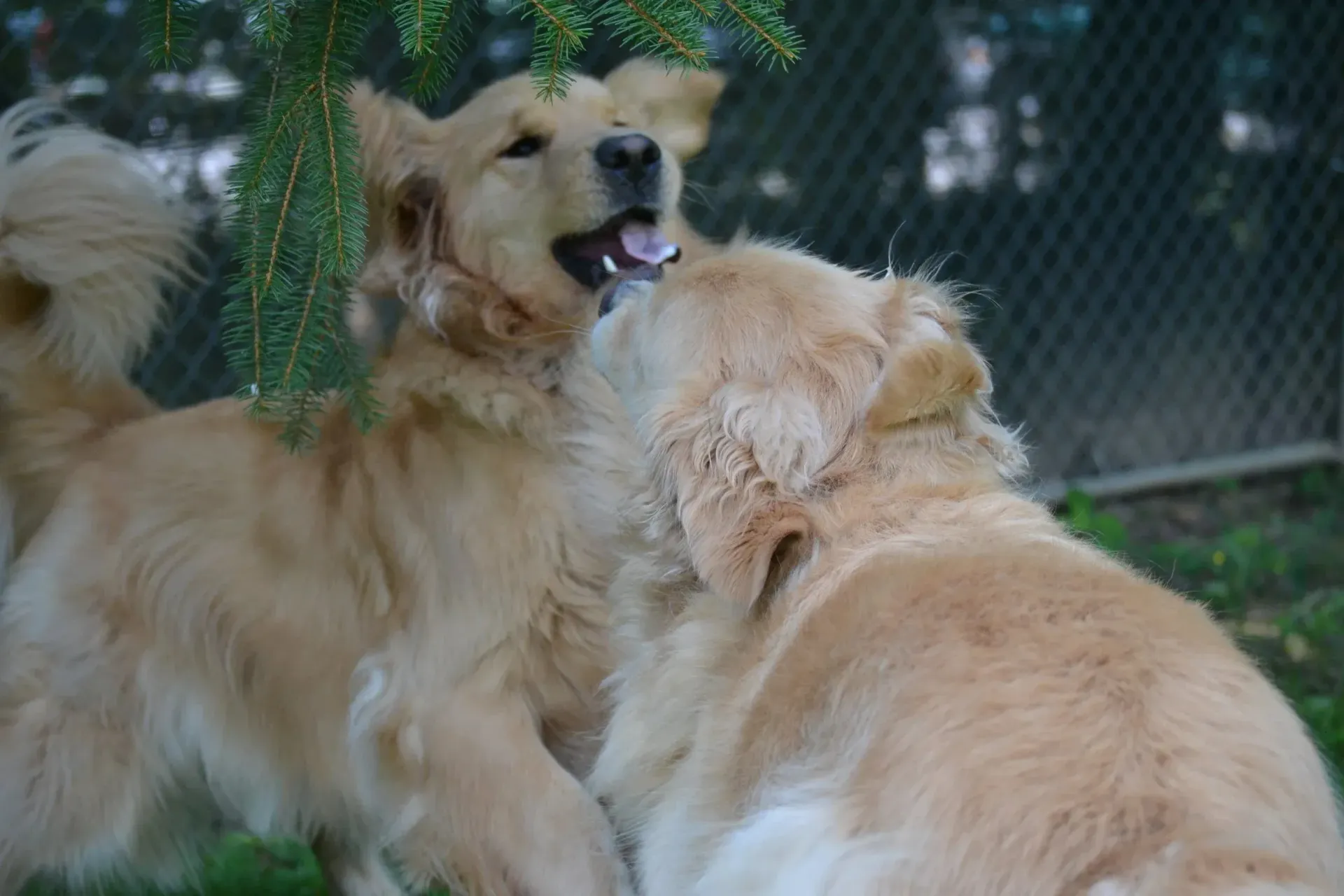 Two golden retrievers nuzzling outdoors by a chain-link fence