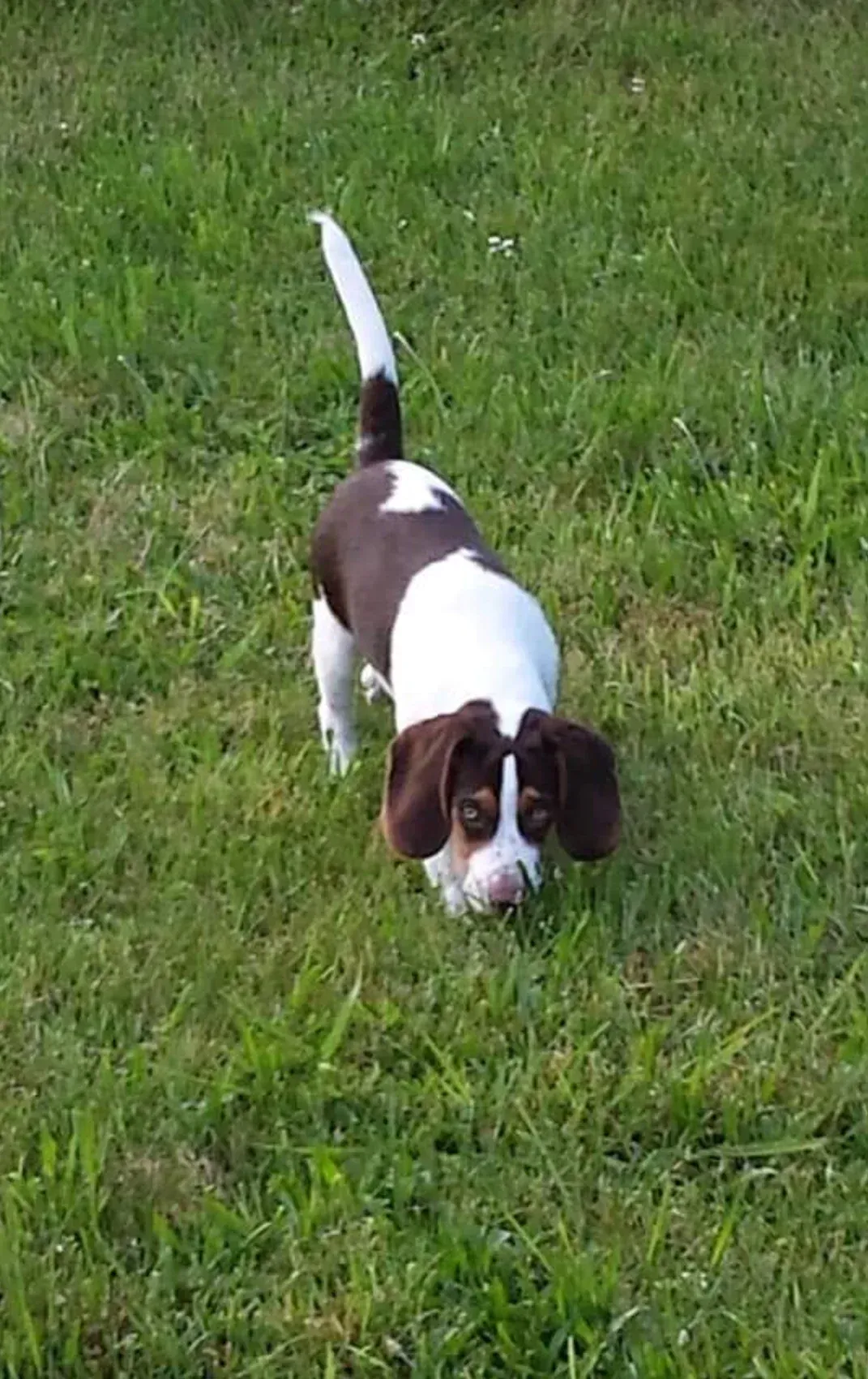 Brown and white puppy sniffing grass with tail up