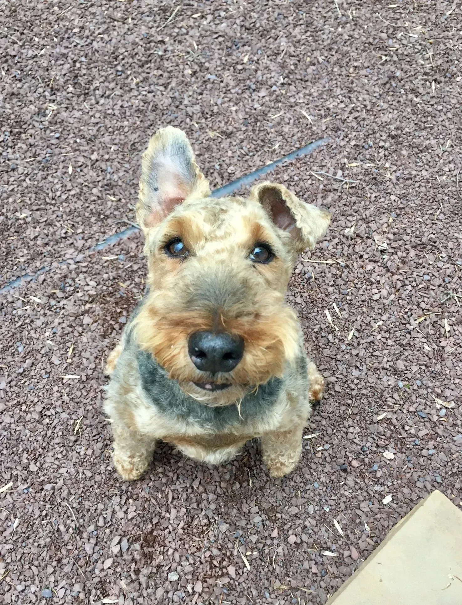 Small tan-and-gray dog sitting on gravel, looking up at the camera with one ear perked.
