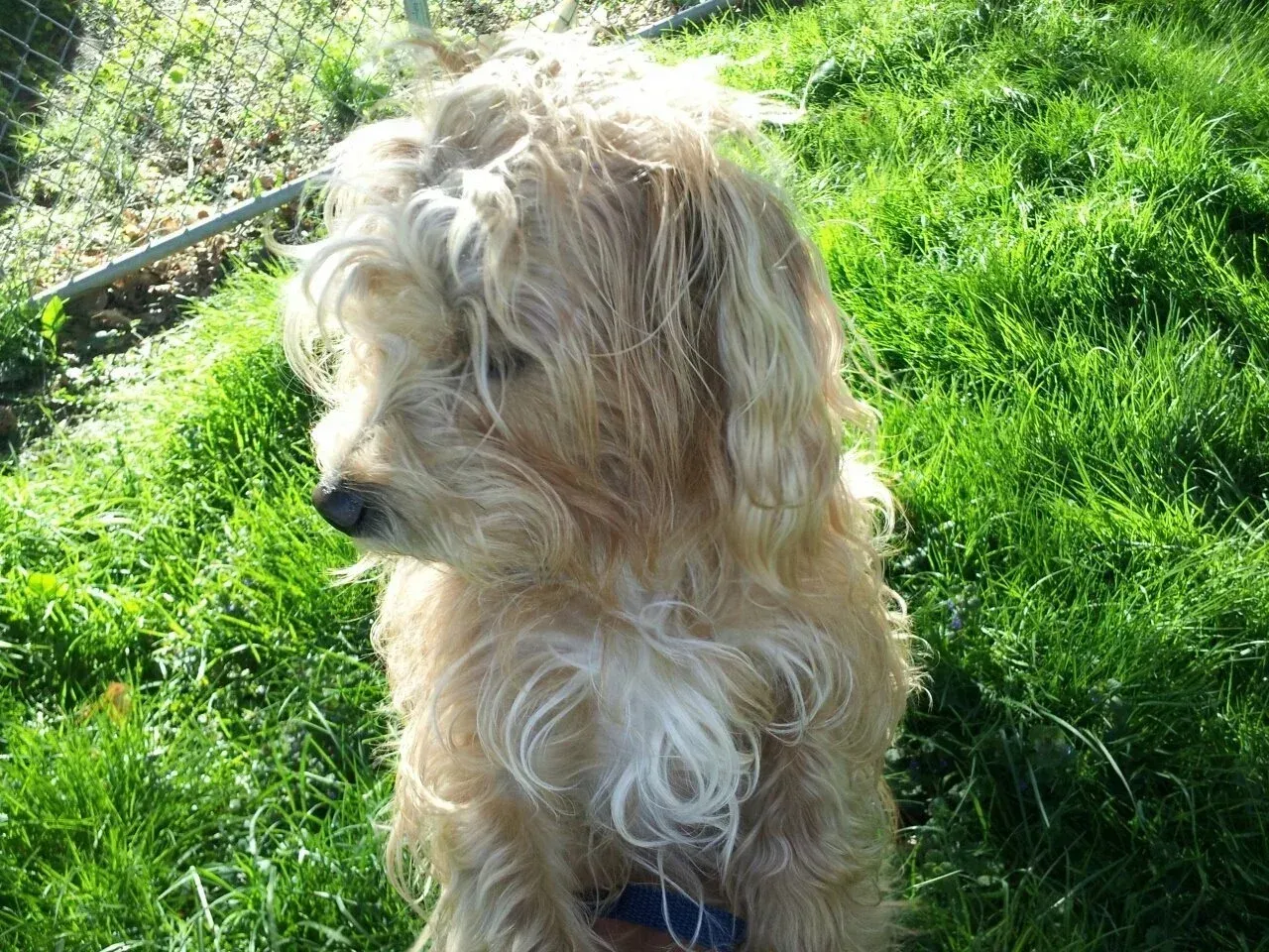 Five dogs of different breeds sitting in a grassy field, facing forward.