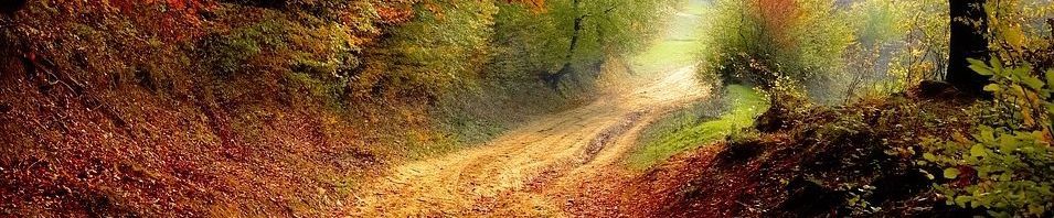 A dirt road in the middle of a forest with trees covered in leaves.