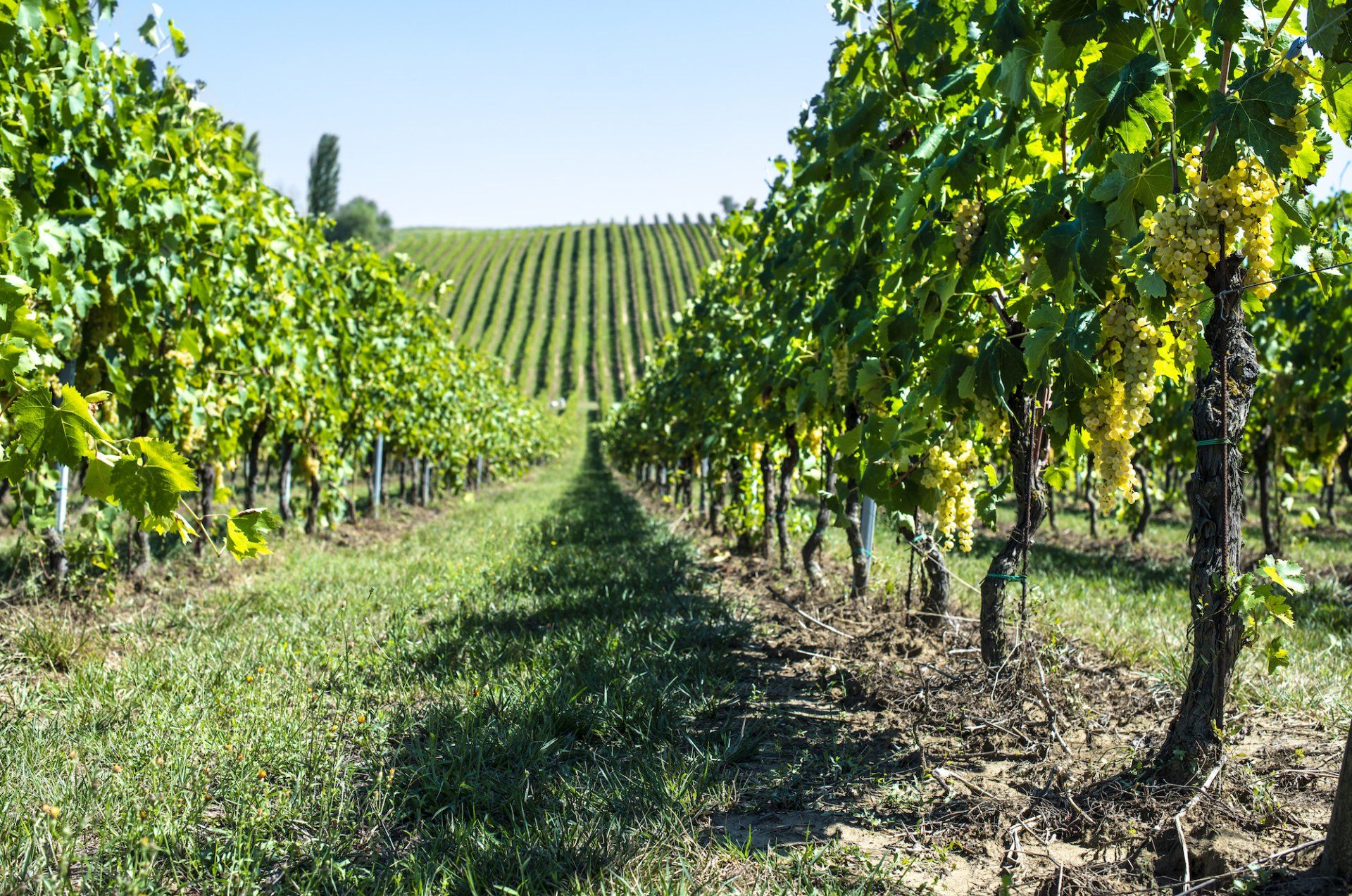 sustainable vineyard