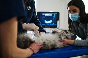 Veterinary Pet Care | New Bern, SC | ACCVH