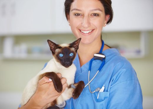 A doctor with a cat — New Bern, SC — Animal Care Center Veterinary Hospital