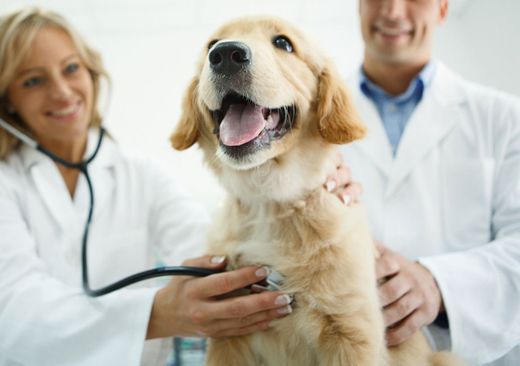 Dog having a check up — New Bern, SC — Animal Care Center Veterinary Hospital