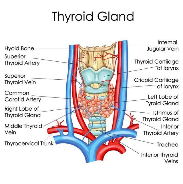 Thyroid Gland Anatomy And Physiology Thyroid Gland Anatomy And Physiology