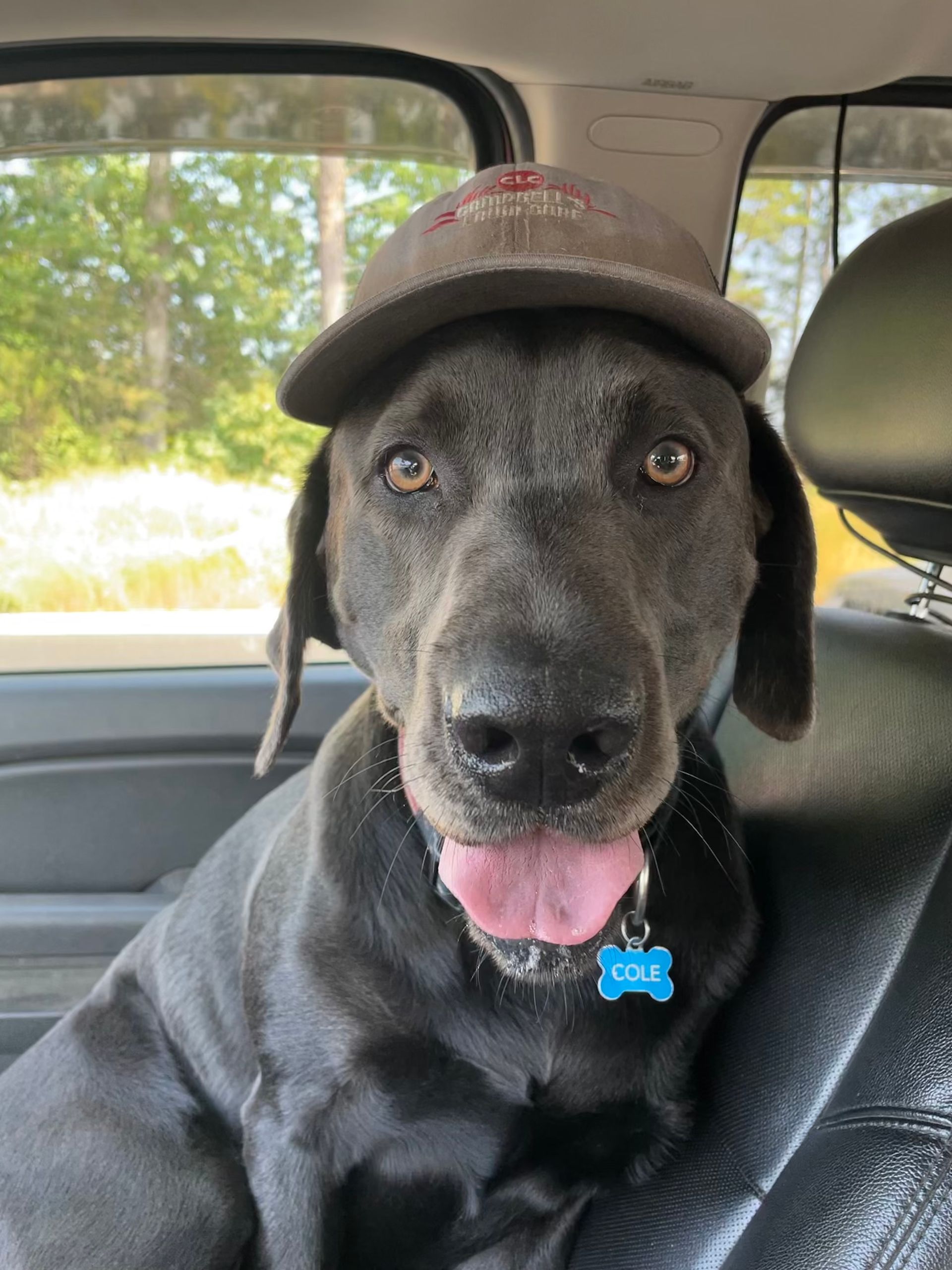 campbell's lawn care, lawn care chesterfield, lawn cutting, landscaping, mulching services chesterfield va