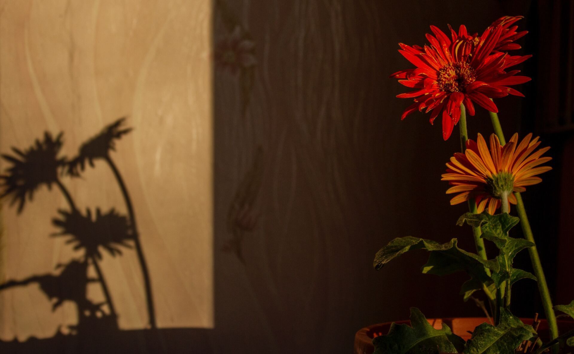 A red and an orange flower in a pot sit to the right, casting a shadow of two flowers onto a warm-toned wall.