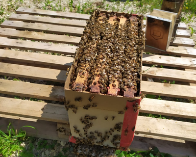 Cedarwood Super Brood Beekeeping House Box 7Pcs Auto Honey Bee Hive Frames US 