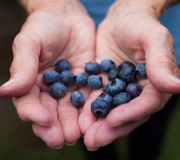 Fresh-Blueberries