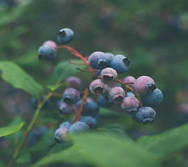 animals-eat-blueberries