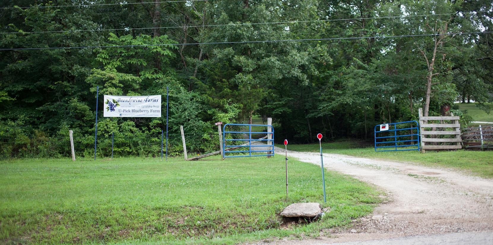 Brandywine Farms Blueberry Farms In Missouri The Farm